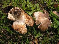 Russula amoenolens image