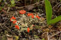 Cladonia cristatella image