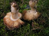 Russula amoenolens image