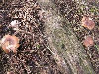 Russula amoenolens image