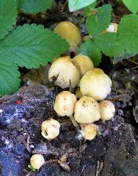 Coprinellus micaceus image