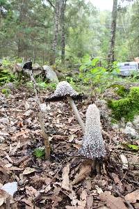 Coprinus comatus image