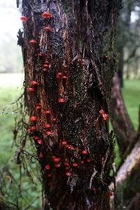 Mycena viscidocruenta image