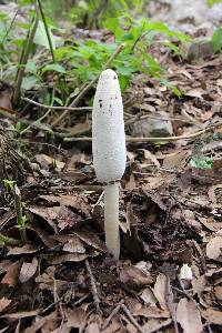 Coprinus comatus image