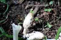 Coprinus comatus image