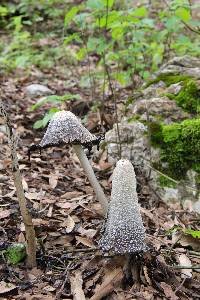 Coprinus comatus image