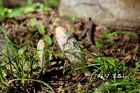 Coprinus comatus image