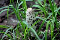 Coprinus comatus image