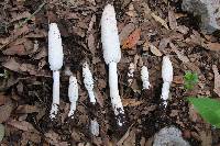 Coprinus comatus image