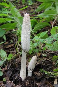 Coprinus comatus image