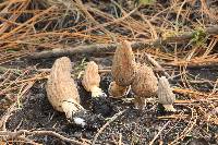 Image of Morchella frustrata