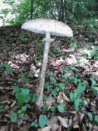 Macrolepiota procera var. procera image