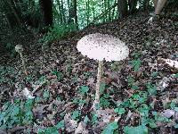 Macrolepiota procera var. procera image