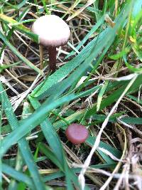 Laccaria amethysteo-occidentalis image