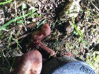 Laccaria amethysteo-occidentalis image