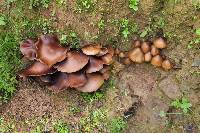 Psilocybe caerulescens image