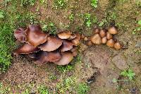 Image of Psilocybe caerulescens