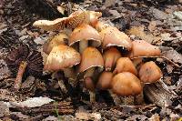 Psilocybe caerulescens image