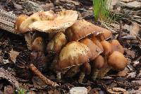 Psilocybe caerulescens image