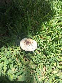 Macrolepiota procera var. procera image