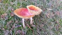Amanita muscaria image