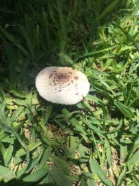 Macrolepiota procera var. procera image