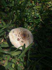 Macrolepiota procera var. procera image