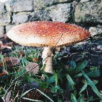 Amanita muscaria image