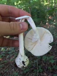 Amanita bisporigera image