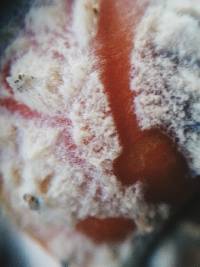 Amanita muscaria image