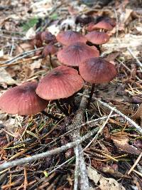 Marasmius plicatulus image