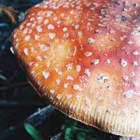 Amanita muscaria image