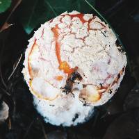 Amanita muscaria image