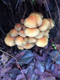 Hypholoma fasciculare image