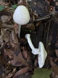 Amanita bisporigera image