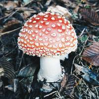 Amanita muscaria image