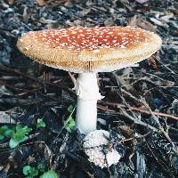 Amanita muscaria image