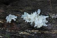 Tremella fuciformis image