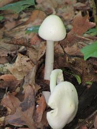 Amanita bisporigera image