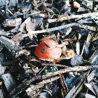 Leratiomyces ceres image