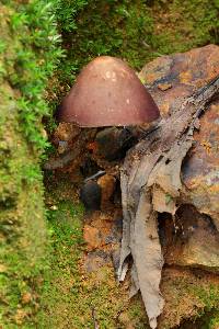 Psilocybe zapotecorum image