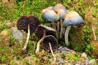 Psilocybe zapotecorum image