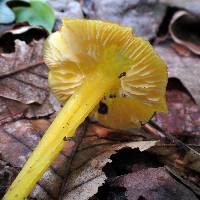 Hygrocybe chlorophana image