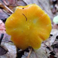 Hygrocybe chlorophana image