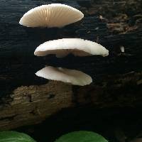 Pleurotus ostreatus image