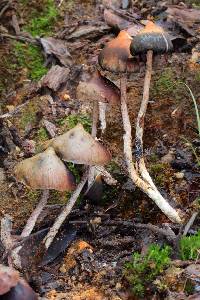 Image of Psilocybe zapotecorum