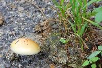 Psilocybe cubensis image