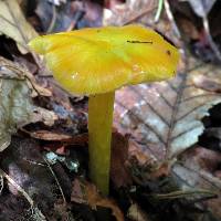 Hygrocybe chlorophana image