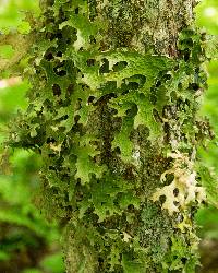 Lobaria pulmonaria image