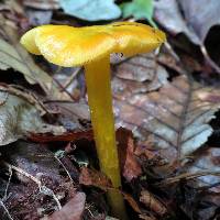 Hygrocybe chlorophana image